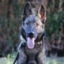 Family and Personal Protection Dog- MAX