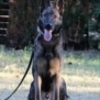 Family and Personal Protection Dog- MAX