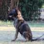 Family and Personal Protection Dog- MAX