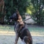 Family and Personal Protection Dog- MAX