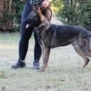 Family and Personal Protection Dog- MAX