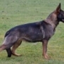 Family and Personal Protection Dog- JENNA
