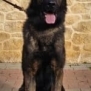 Family and Personal Protection Dog-JERRY