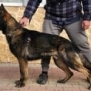 Family and Personal Protection Dog-JERRY