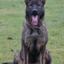 Family and Personal Protection Dog- JENNA