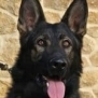 Family and Personal Protection Dog-JERRY