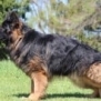 Family and Personal Protection Dog MARCO