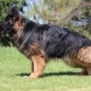 Family and Personal Protection Dog MARCO
