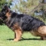 Family and Personal Protection Dog MARCO