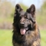 Family and Personal Protection Dog MARCO