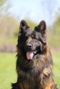 Family and Personal Protection Dog MARCO