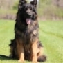Family and Personal Protection Dog MARCO