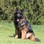 Family and Personal Protection Dog MARCO
