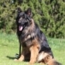 Family and Personal Protection Dog MARCO