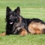 Family and Personal Protection Dog MARCO