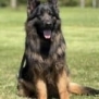 Family and Personal Protection Dog MARCO