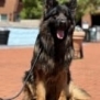 Family and Personal Protection Dog MARCO