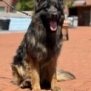 Family and Personal Protection Dog MARCO