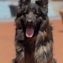 Family and Personal Protection Dog MARCO
