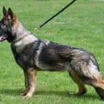 Family and Personal Protection Dog-HARDY