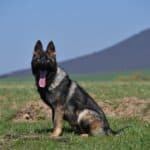 Family and Personal Protection Dog-HARDY