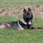 Family and Personal Protection Dog-HARDY