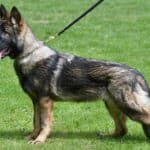 Family and Personal Protection Dog-HARDY