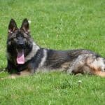 Family and Personal Protection Dog-HARDY