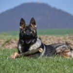 Family and Personal Protection Dog-HARDY