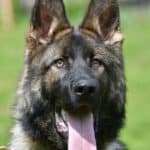 Family and Personal Protection Dog-HARDY