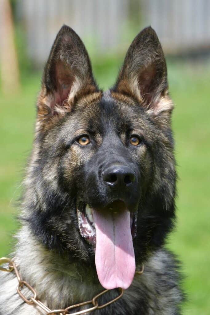 Elite Protection Dog-HARDY