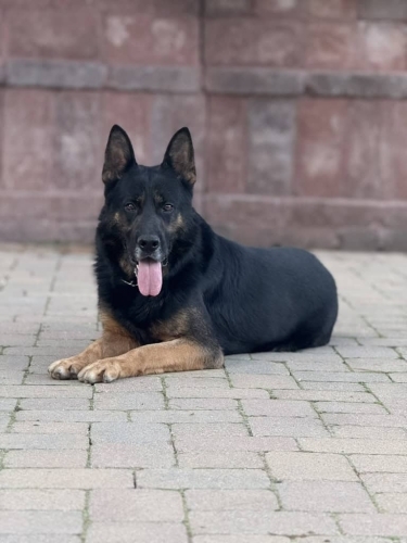 Family and Personal Protection Dog-WULK