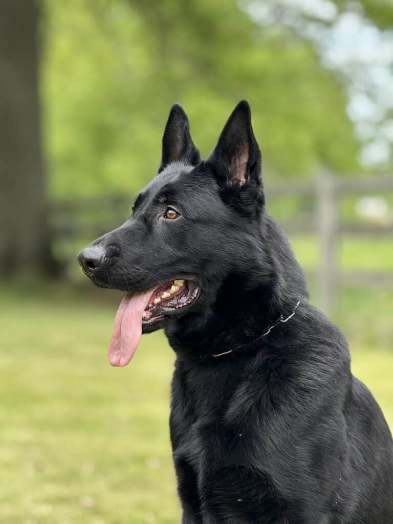 Family and Personal Protection Dog-SCOTT