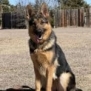 Elite Family Protection Dog-Linda