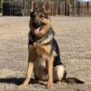 Elite Family Protection Dog-Linda