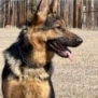 Elite Family Protection Dog-Linda