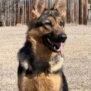Elite Family Protection Dog-Linda