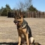 Elite Family Protection Dog-Linda