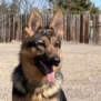 Elite Family Protection Dog-Linda