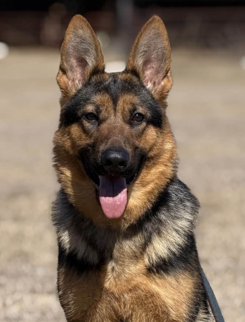 Elite Family Protection Dog-Linda