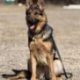 Elite Family Protection Dog-Linda