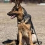 Elite Family Protection Dog-Linda