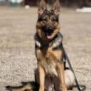 Elite Family Protection Dog-Linda