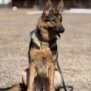 Elite Family Protection Dog-Linda