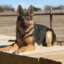 Elite Family Protection Dog-Linda