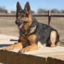 Elite Family Protection Dog-Linda