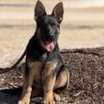 Young German Shepherd protection dog puppy sitting outdoors.