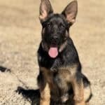 Young German Shepherd protection dog sitting outdoors, alert and ready for training.