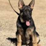 German Shepherd protection dog puppy sitting outdoors on dry grass.