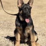 Protection dog puppy with alert expression and attentive ears.